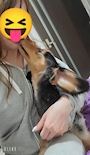 chiko