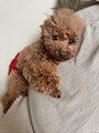 chiko