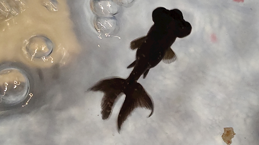 金魚すくいの金魚 岩崎レイラ Club Tiara クラブ ティアラ 上野のキャバクラ ポケパラ