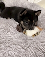 chiko
