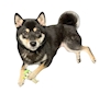 chiko