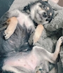 chiko