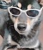 chiko