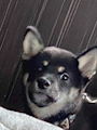chiko