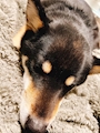 chiko