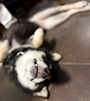 chiko