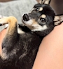 chiko