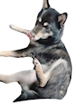 chiko
