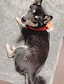 chiko