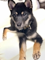 chiko