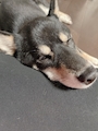 chiko