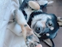 chiko