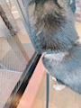 chiko