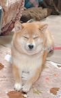 chiko
