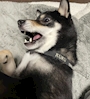 chiko