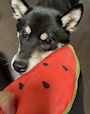 chiko