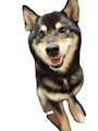 chiko
