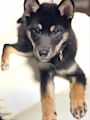 chiko