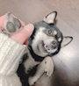 chiko