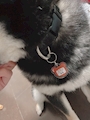 chiko