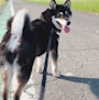 chiko