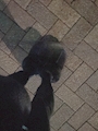 chiko