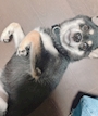 chiko