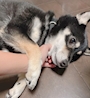 chiko