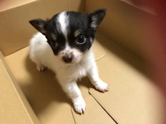 星野 さえ「買い物♡」