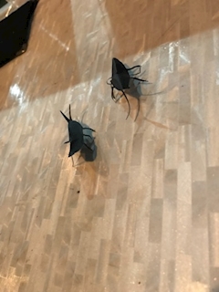 星野 さえ「ひゃ(　³ω³  )」