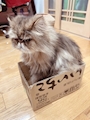 chiko