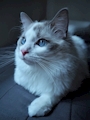 chiko