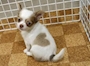 chiko
