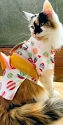 chiko