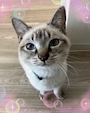 chiko