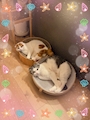 chiko