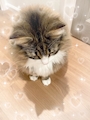 chiko