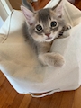 chiko