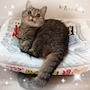 chiko