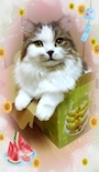 chiko
