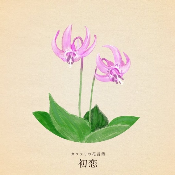 ３月２４日の誕生日花 カタクリ ﾟ 美咲 Mrsj上野 熟女キャバクラ Mrs J 上野 ミセスジェイ ポケパラ