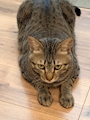 chiko