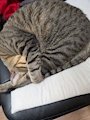 chiko