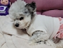 chiko