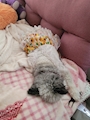 chiko