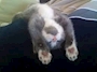 chiko