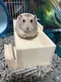 chiko