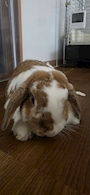 chiko