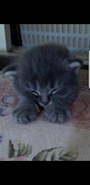 chiko