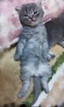 chiko